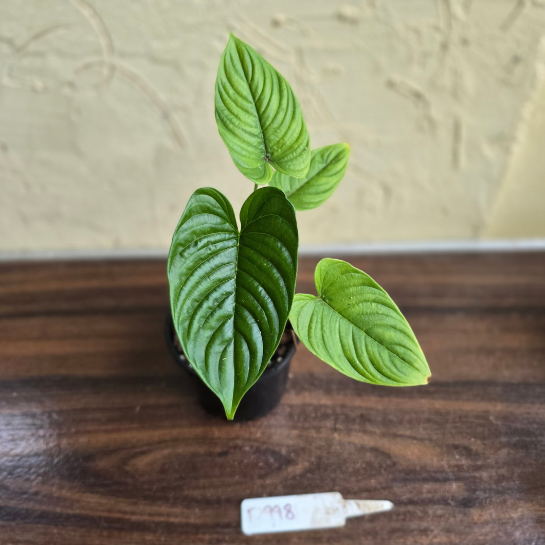 #D998 Philodendron Furcatum
