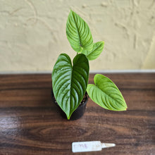 Load image into Gallery viewer, #D998 Philodendron Furcatum
