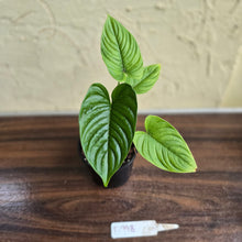 Load image into Gallery viewer, #D998 Philodendron Furcatum