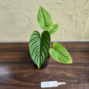 #D998 Philodendron Furcatum