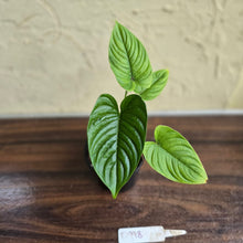 Load image into Gallery viewer, #D998 Philodendron Furcatum