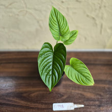 Load image into Gallery viewer, #D998 Philodendron Furcatum