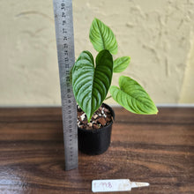 Load image into Gallery viewer, #D998 Philodendron Furcatum