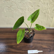Load image into Gallery viewer, #D998 Philodendron Furcatum