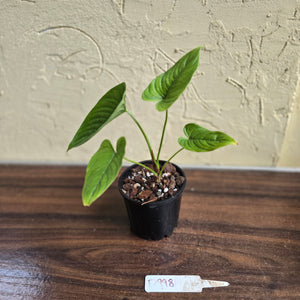 #D998 Philodendron Furcatum