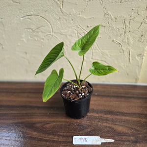 #D998 Philodendron Furcatum