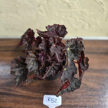 Load image into Gallery viewer, #R52 Begonia Unknown