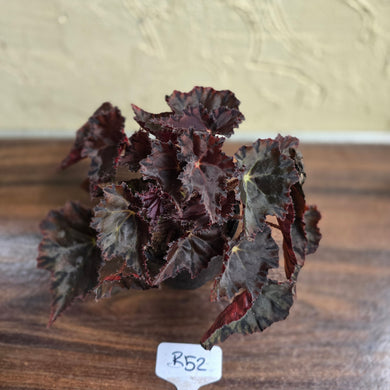 #R52 Begonia Unknown