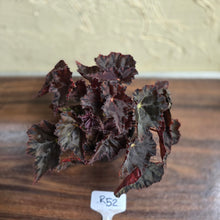 Load image into Gallery viewer, #R52 Begonia Unknown