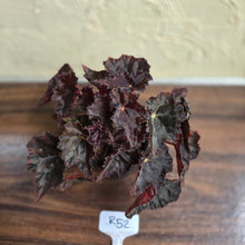 Load image into Gallery viewer, #R52 Begonia Unknown