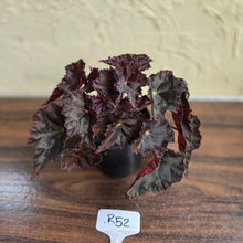 Load image into Gallery viewer, #R52 Begonia Unknown
