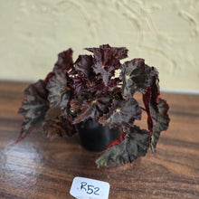 Load image into Gallery viewer, #R52 Begonia Unknown
