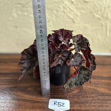 Load image into Gallery viewer, #R52 Begonia Unknown