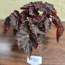 Load image into Gallery viewer, #R52 Begonia Unknown