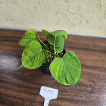 Load image into Gallery viewer, #D54 Philodendron Fibraecataphyllum
