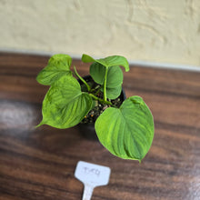 Load image into Gallery viewer, #D54 Philodendron Fibraecataphyllum
