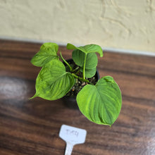 Load image into Gallery viewer, #D54 Philodendron Fibraecataphyllum
