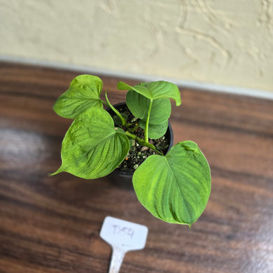 #D54 Philodendron Fibraecataphyllum