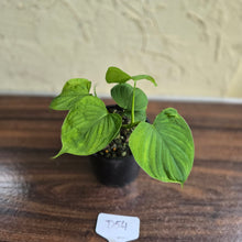 Load image into Gallery viewer, #D54 Philodendron Fibraecataphyllum