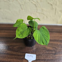 Load image into Gallery viewer, #D54 Philodendron Fibraecataphyllum