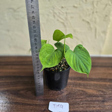 Load image into Gallery viewer, #D54 Philodendron Fibraecataphyllum
