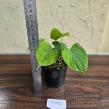Load image into Gallery viewer, #D54 Philodendron Fibraecataphyllum