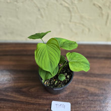 Load image into Gallery viewer, #D54 Philodendron Fibraecataphyllum