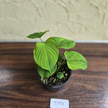 Load image into Gallery viewer, #D54 Philodendron Fibraecataphyllum