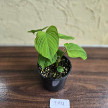 Load image into Gallery viewer, #D54 Philodendron Fibraecataphyllum