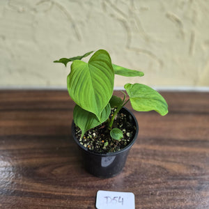 #D54 Philodendron Fibraecataphyllum