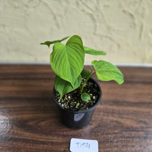 Load image into Gallery viewer, #D54 Philodendron Fibraecataphyllum