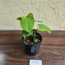 Load image into Gallery viewer, #D54 Philodendron Fibraecataphyllum