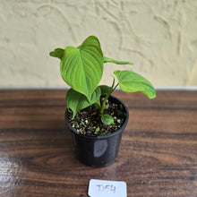 Load image into Gallery viewer, #D54 Philodendron Fibraecataphyllum