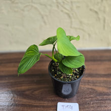 Load image into Gallery viewer, #D54 Philodendron Fibraecataphyllum