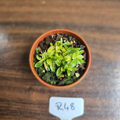 #R48 Miniature Philodendron - Great Terrarium Plant