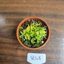 Load image into Gallery viewer, #R48 Miniature Philodendron - Great Terrarium Plant