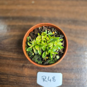 #R48 Miniature Philodendron - Great Terrarium Plant