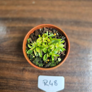 #R48 Miniature Philodendron - Great Terrarium Plant