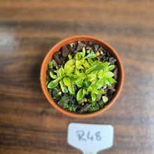 Load image into Gallery viewer, #R48 Miniature Philodendron - Great Terrarium Plant
