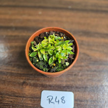 Load image into Gallery viewer, #R48 Miniature Philodendron - Great Terrarium Plant
