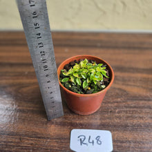 Load image into Gallery viewer, #R48 Miniature Philodendron - Great Terrarium Plant