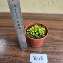 Load image into Gallery viewer, #R48 Miniature Philodendron - Great Terrarium Plant