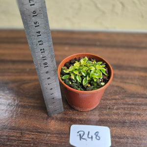 #R48 Miniature Philodendron - Great Terrarium Plant