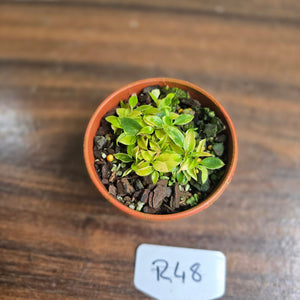 #R48 Miniature Philodendron - Great Terrarium Plant