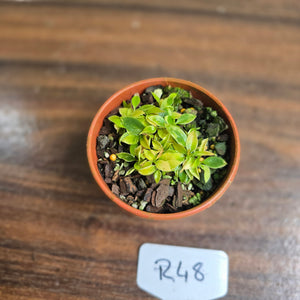 #R48 Miniature Philodendron - Great Terrarium Plant
