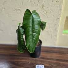 Load image into Gallery viewer, #R27 Philodendron Sharoniae