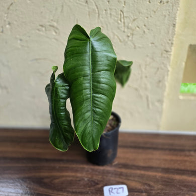#R27 Philodendron Sharoniae