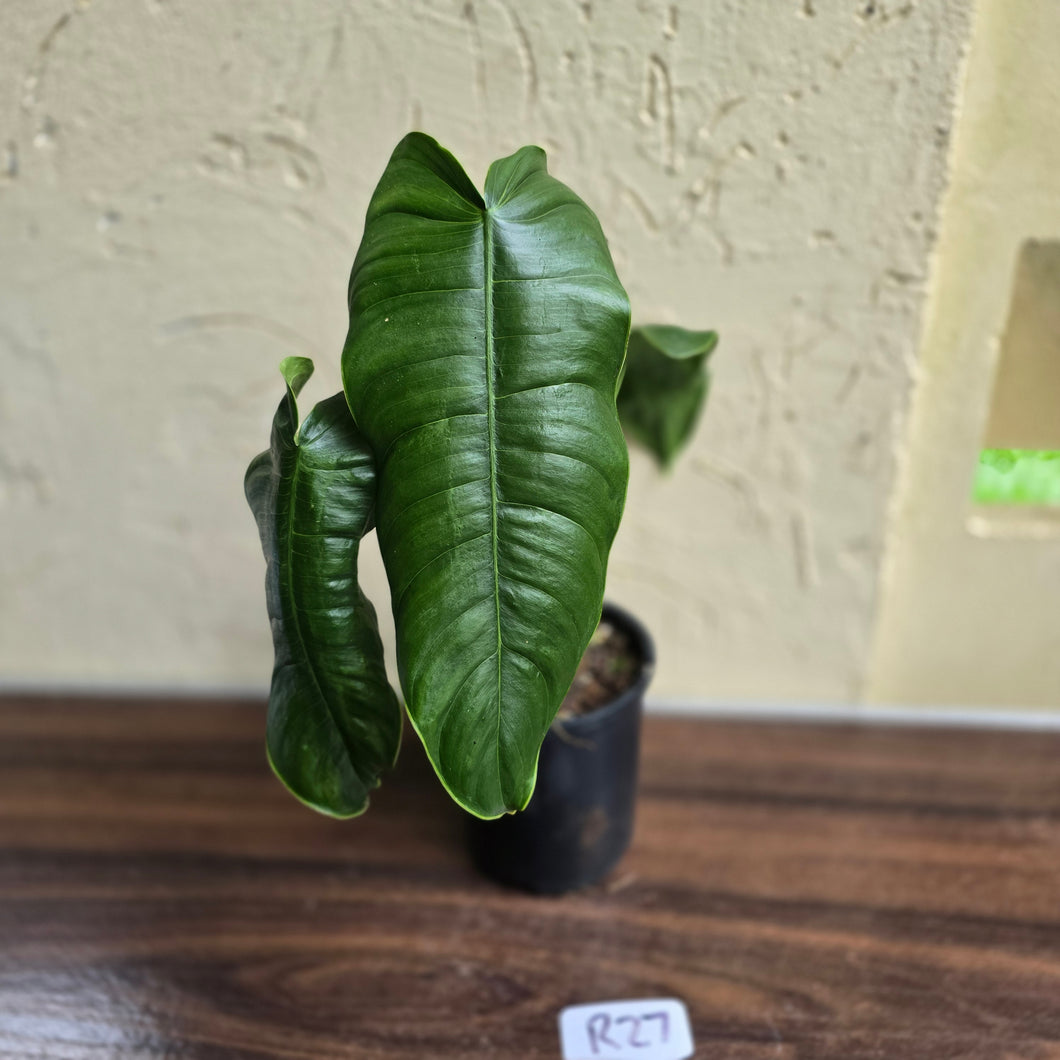 #R27 Philodendron Sharoniae