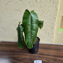Load image into Gallery viewer, #R27 Philodendron Sharoniae