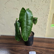 Load image into Gallery viewer, #R27 Philodendron Sharoniae